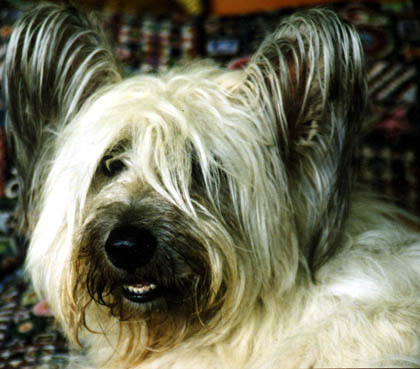 SKYE TERRIER